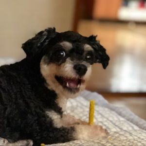 Meet your Posher, Lena